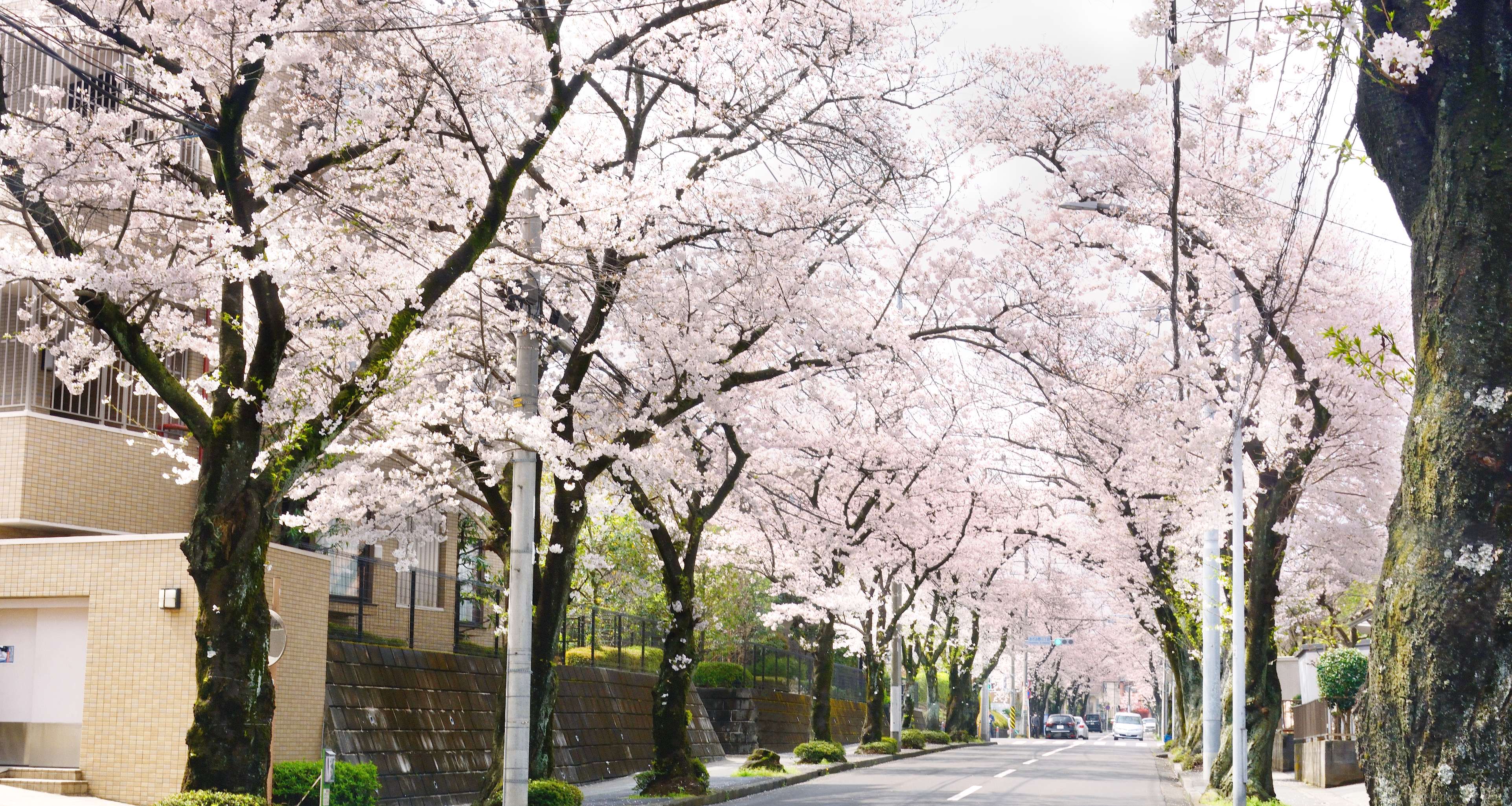 桜通り