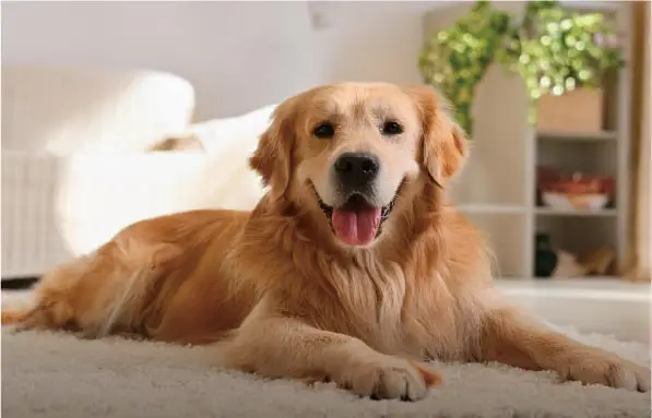 大型犬飼育可能(一部住戸)
