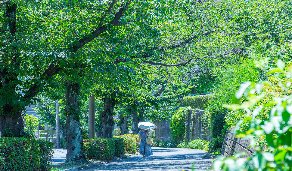 新石川桜並木通り