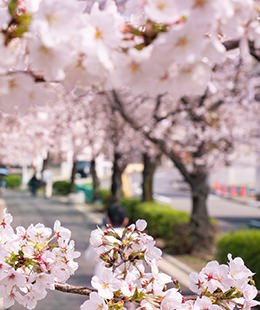 新石川桜並木通り
