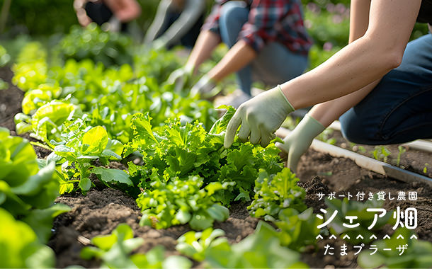 貸し農園シェア畑