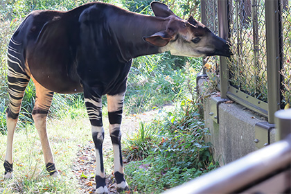 よこはま動物園ズーラシア