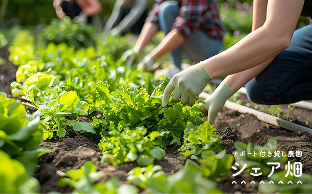 貸し農園シェア畑