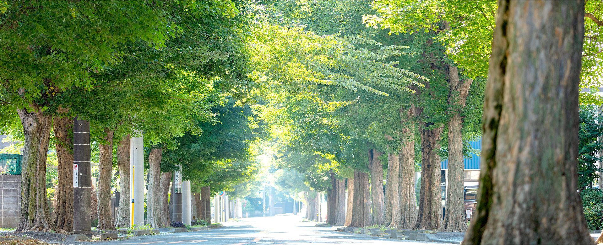 現地周辺の街並