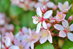 ヒメシャリンバイ