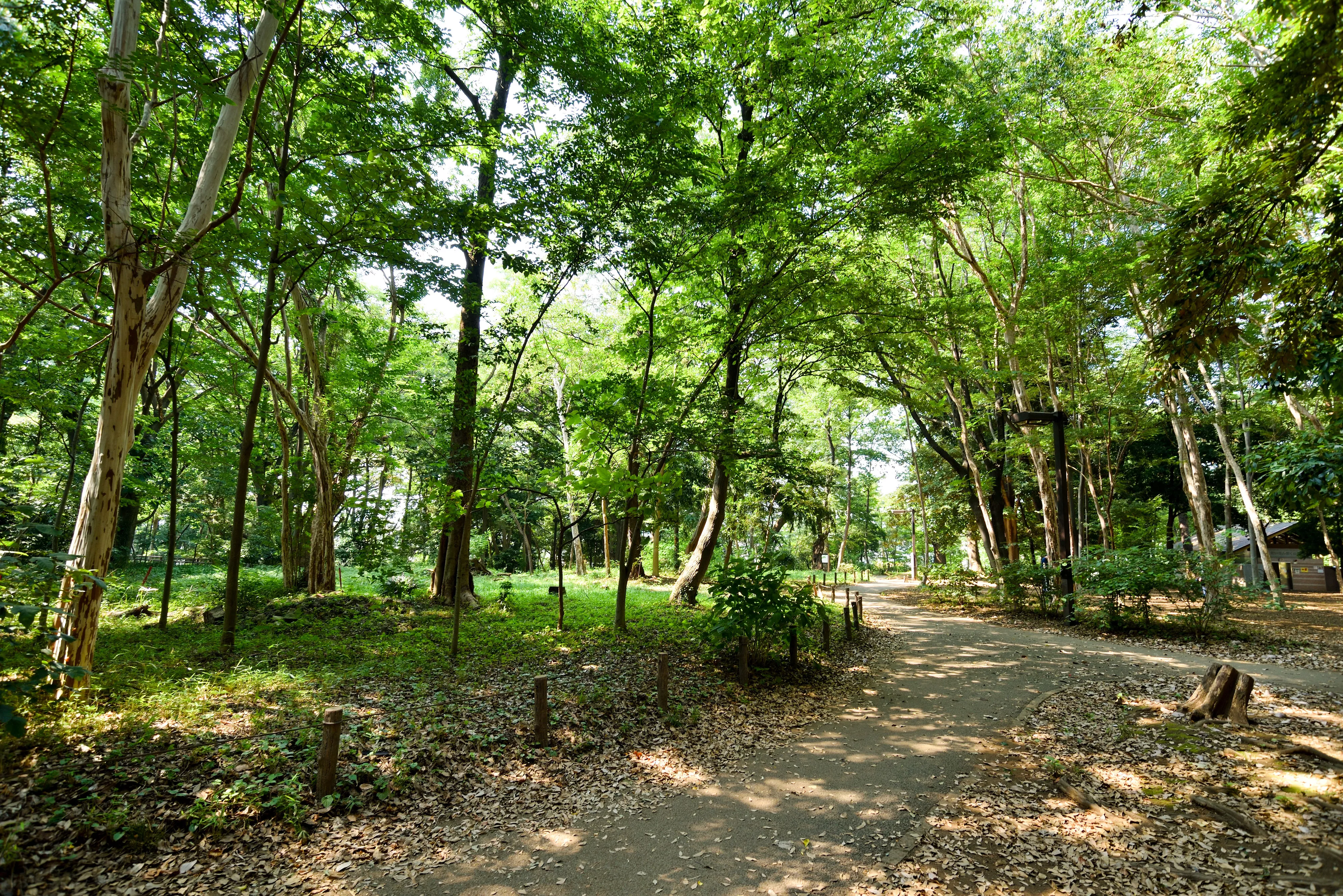 林試の森公園